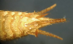 Tricholepisma aureum