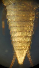 Tricholepisma aureum