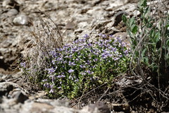 Polygala supina