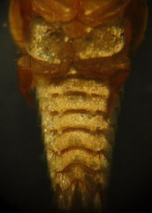 Tricholepisma aureum