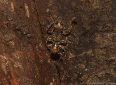 Stigmatium mastersii