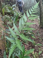 Diplazium mettenianum