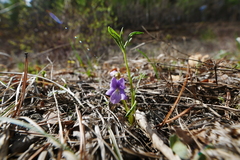 Viola dactyloides
