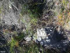 Amphithalea tomentosa