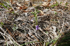 Viola dactyloides
