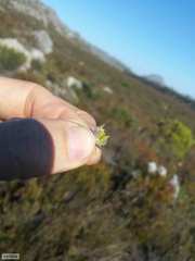 Amphithalea tomentosa