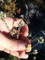 Amphithalea tomentosa