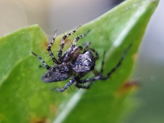 Oxyopes scalaris
