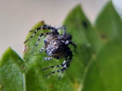 Oxyopes scalaris