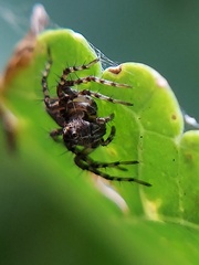 Oxyopes scalaris