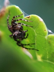 Oxyopes scalaris