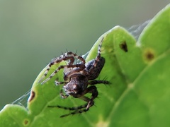 Oxyopes scalaris