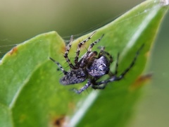 Oxyopes scalaris