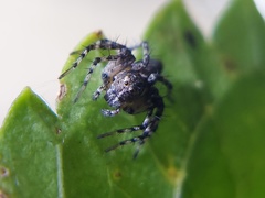 Oxyopes scalaris