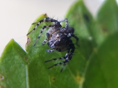 Oxyopes scalaris