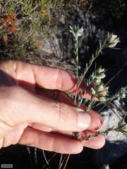 Amphithalea tomentosa