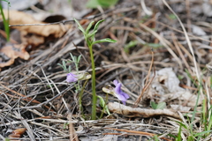 Viola dactyloides