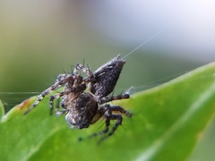 Oxyopes scalaris