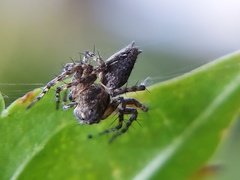 Oxyopes scalaris