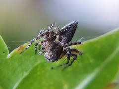 Oxyopes scalaris