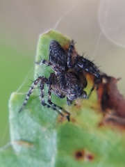 Oxyopes scalaris