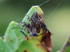 Oxyopes scalaris