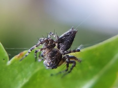 Oxyopes scalaris