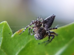 Oxyopes scalaris