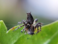 Oxyopes scalaris