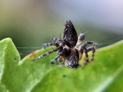 Oxyopes scalaris