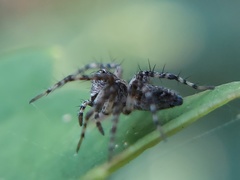 Oxyopes scalaris