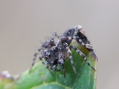 Oxyopes scalaris