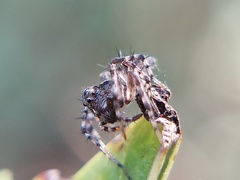Oxyopes scalaris