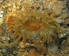 Anemonia mutabilis