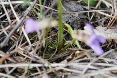 Viola dactyloides