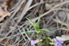 Viola dactyloides