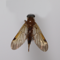 Chrysopilus ferruginosus