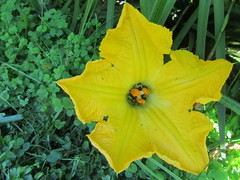 Cucurbita maxima maxima