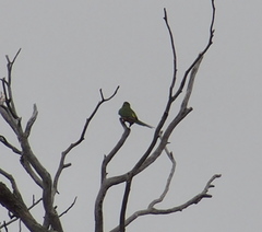 Polytelis anthopeplus anthopeplus