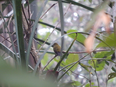 Kurochkinegramma hypogrammicum