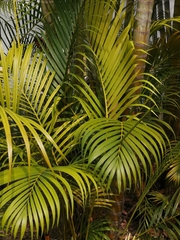 Dypsis lutescens