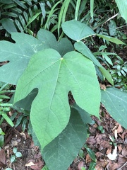 Ficus grossularioides
