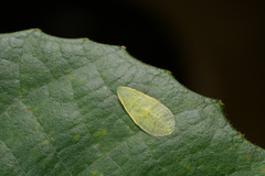 Petalocephala