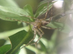 Dolomedes