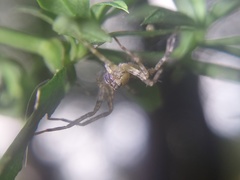 Dolomedes