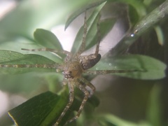 Dolomedes