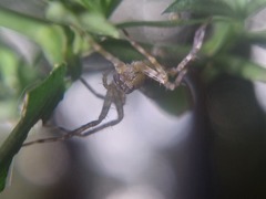 Dolomedes