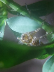 Dolomedes