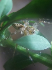 Dolomedes