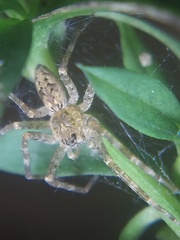 Dolomedes